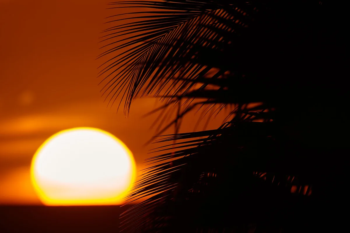 A serene sunset photo with a bright orange sun near the horizon, partially framed by the dark silhouette of palm fronds. The…