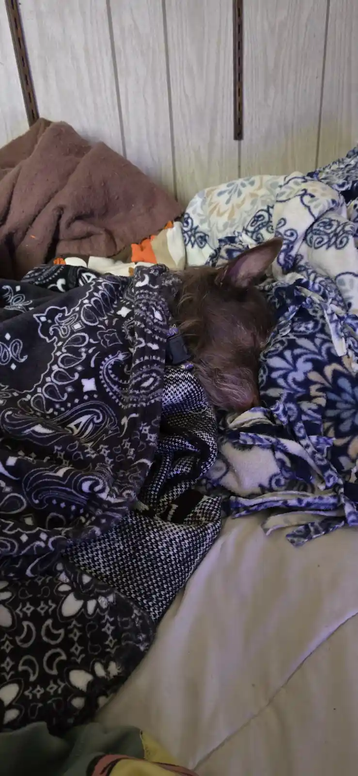 A small brown dog is sleeping soundly with its head buried under a pile of patterned blankets on a bed. The dog's ear is…
