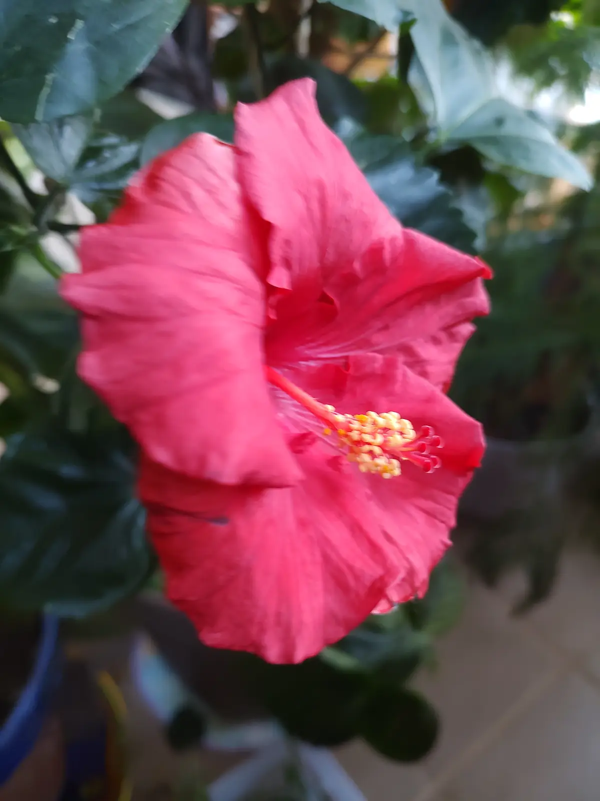 A close-up photo of a vibrant red hibiscus flower with yellow stamens, surrounded by green leaves, with the text 'i'm not a…