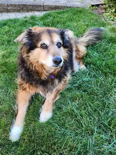 A fluffy, medium-sized dog with brown, black, and white fur is lying on green grass, looking directly at the camera with a…