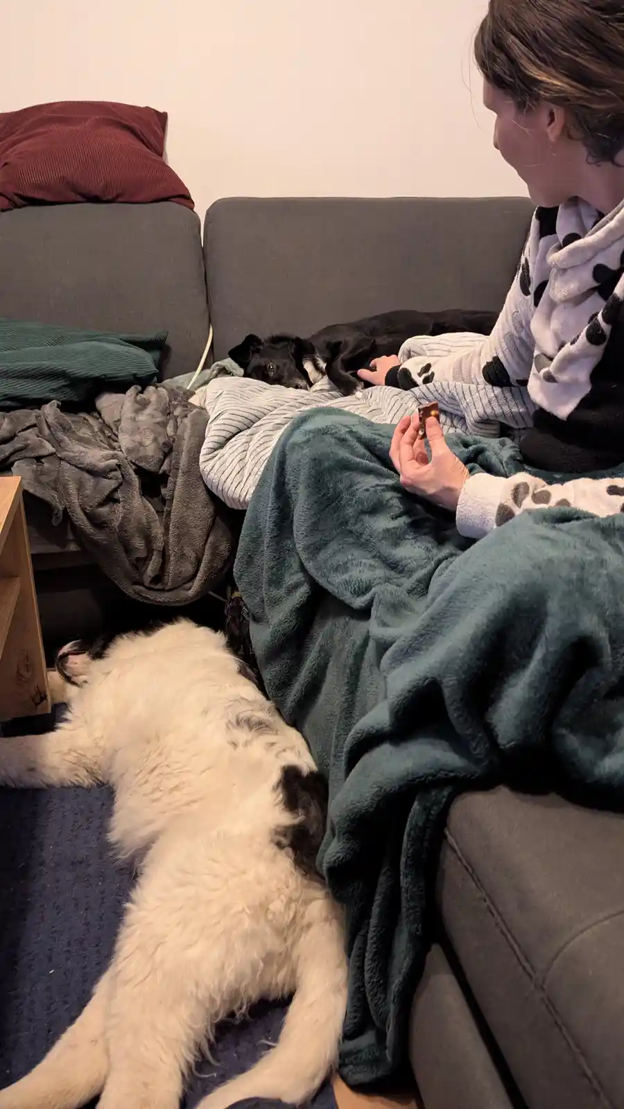 A person in pajamas sits on a couch holding a chocolate bar, while two dogs—one black and one white—look on. One dog is…