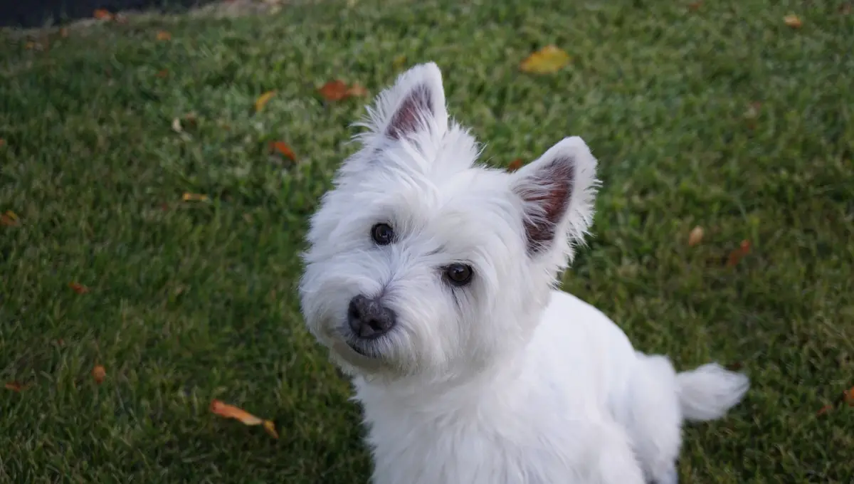 A small, fluffy white dog with perky ears sits on green grass scattered with fallen autumn leaves, looking up at the camera…