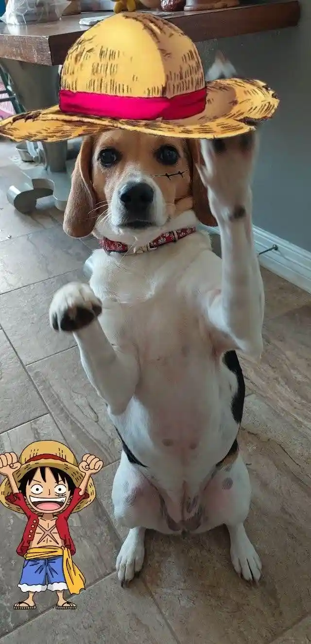 A beagle dog stands upright on its hind legs indoors, wearing a cartoon straw hat with a red band and has a stitched scar…