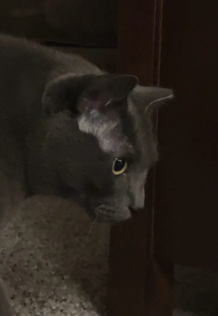 A gray cat peers cautiously from behind a dark wooden door frame in a dimly lit room, its single visible eye wide and alert…