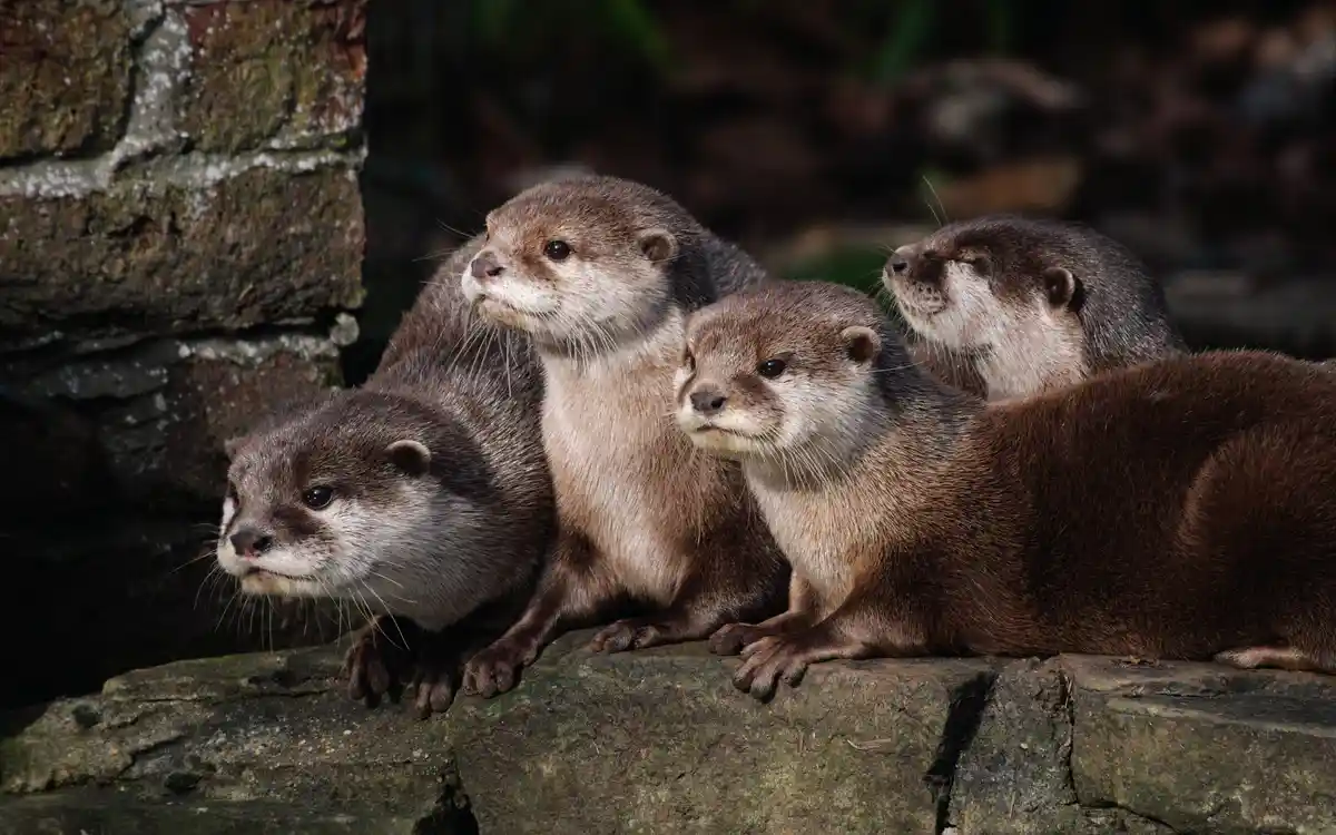 An otter brick in the wall: a playful twist!