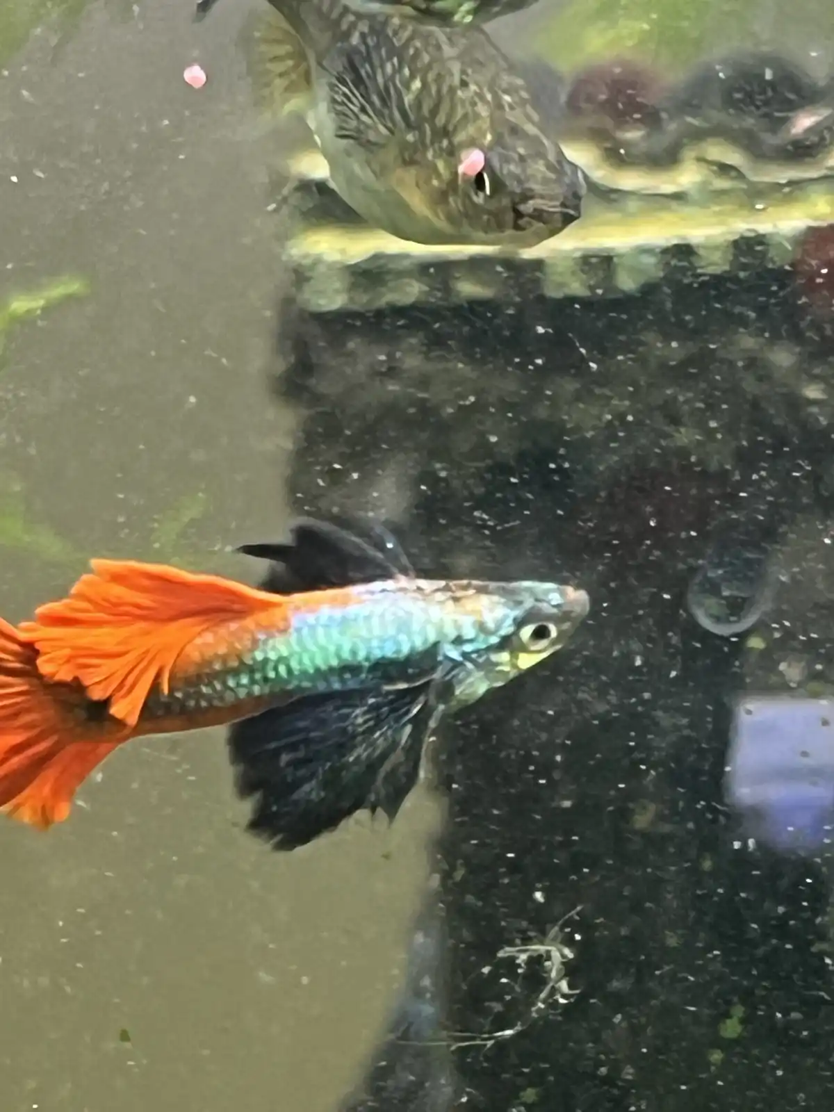 A vibrant orange and blue guppy swims in murky water, while a larger, darker fish with a pinkish growth near its eye hovers…
