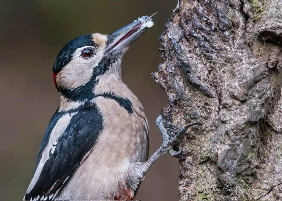 A close-up photograph of a great spotted woodpecker perched on a tree trunk, holding a small white insect in its beak. The…