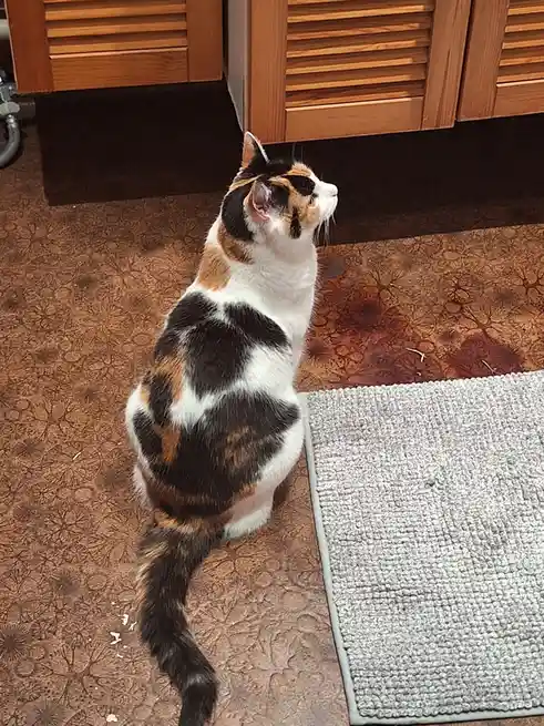 A calico cat sits upright on a patterned brown floor, looking upward toward wooden cabinets, with a gray rug nearby. The…