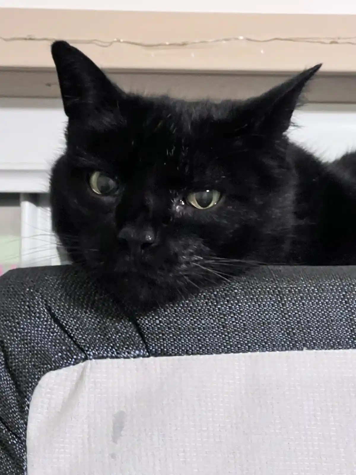 A close-up photo of a black cat with wide, unimpressed green eyes staring directly at the camera, perched on the back of a…