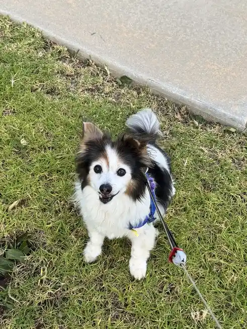 A small, fluffy black-and-white dog with brown markings sits on green grass near a concrete sidewalk, looking up at the…