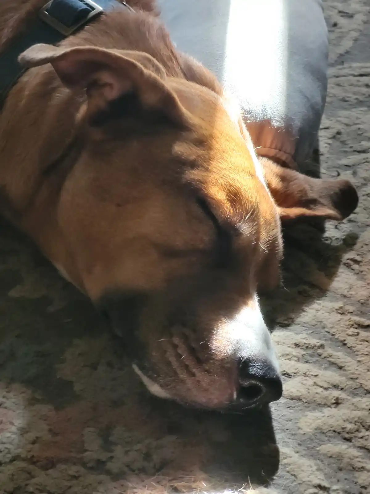 A close-up photo of a brown dog with a white muzzle and black nose, peacefully sleeping with its eyes closed on a textured…