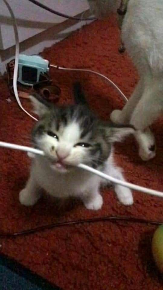 A small tabby and white kitten sits on a red carpet, holding a white electrical cord in its mouth with a smug, almost…