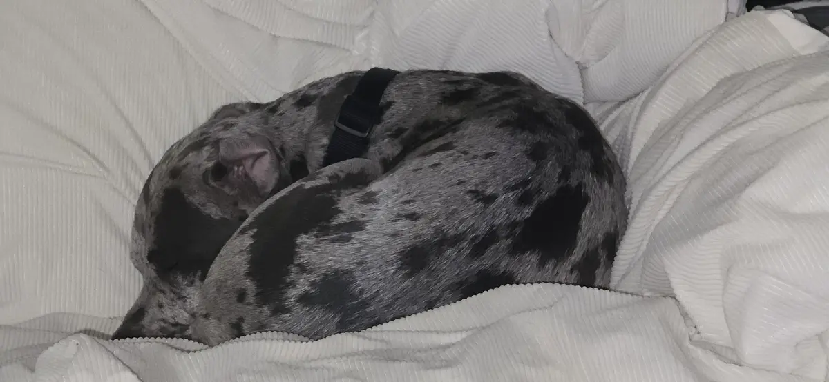 A gray and black spotted dog is curled up sleeping on a white corduroy blanket. The dog wears a black harness and appears…