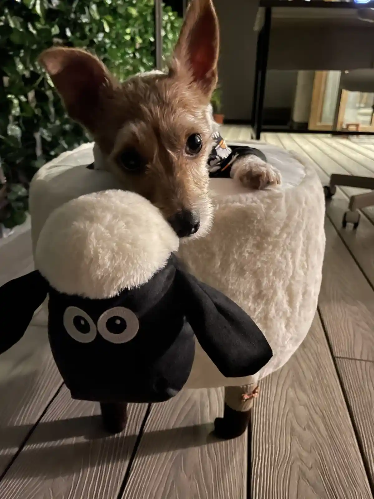 Celebrating the Goodest Boy