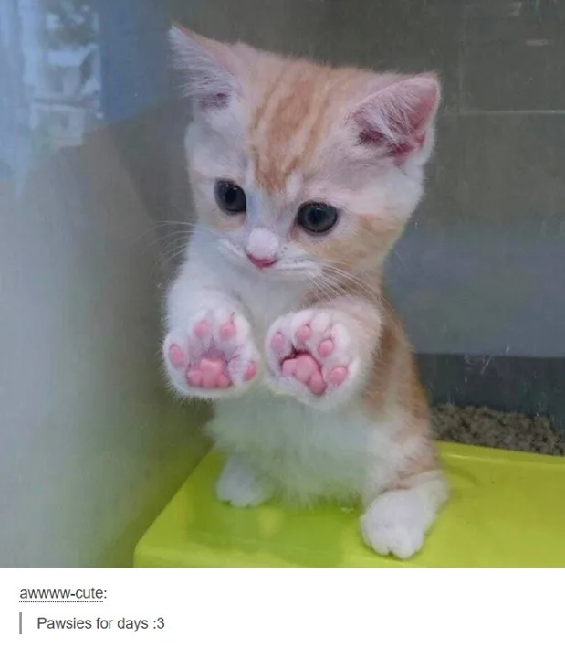 A small, fluffy orange and white kitten with large, dark eyes is sitting on a bright green surface inside what appears to be…