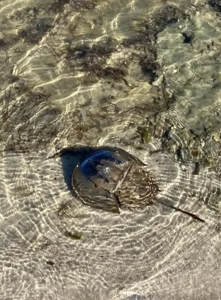 a horseshoe crab is visible underwater in shallow, clear water with sunlight patterns on the sandy bottom. the crab's…