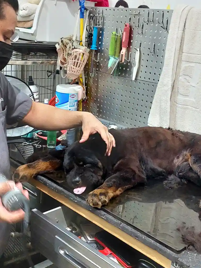 A large, wet, black-and-tan dog lies calmly on a grooming table while a person in a mask gently pets its head. The dog has…