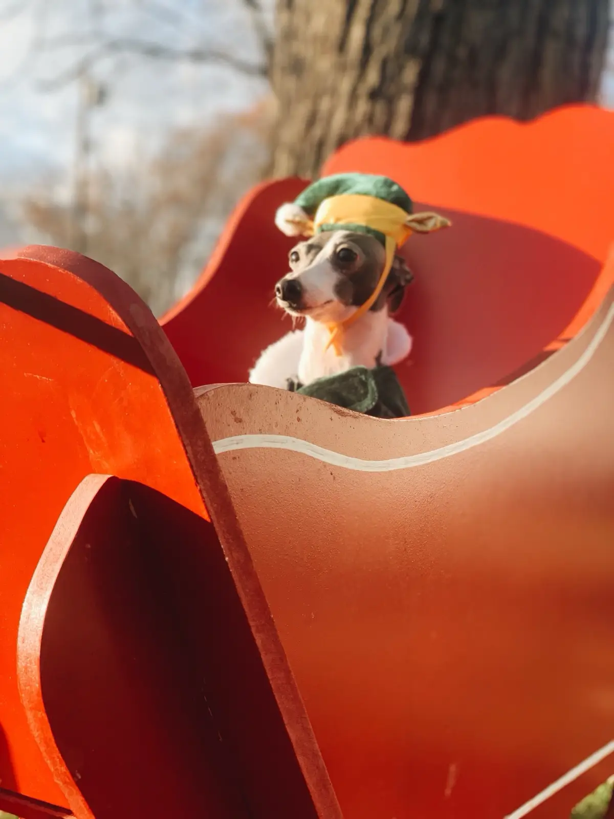 A small dog with a white and brown coat is sitting inside a large, bright orange, flower-shaped structure, wearing a green…
