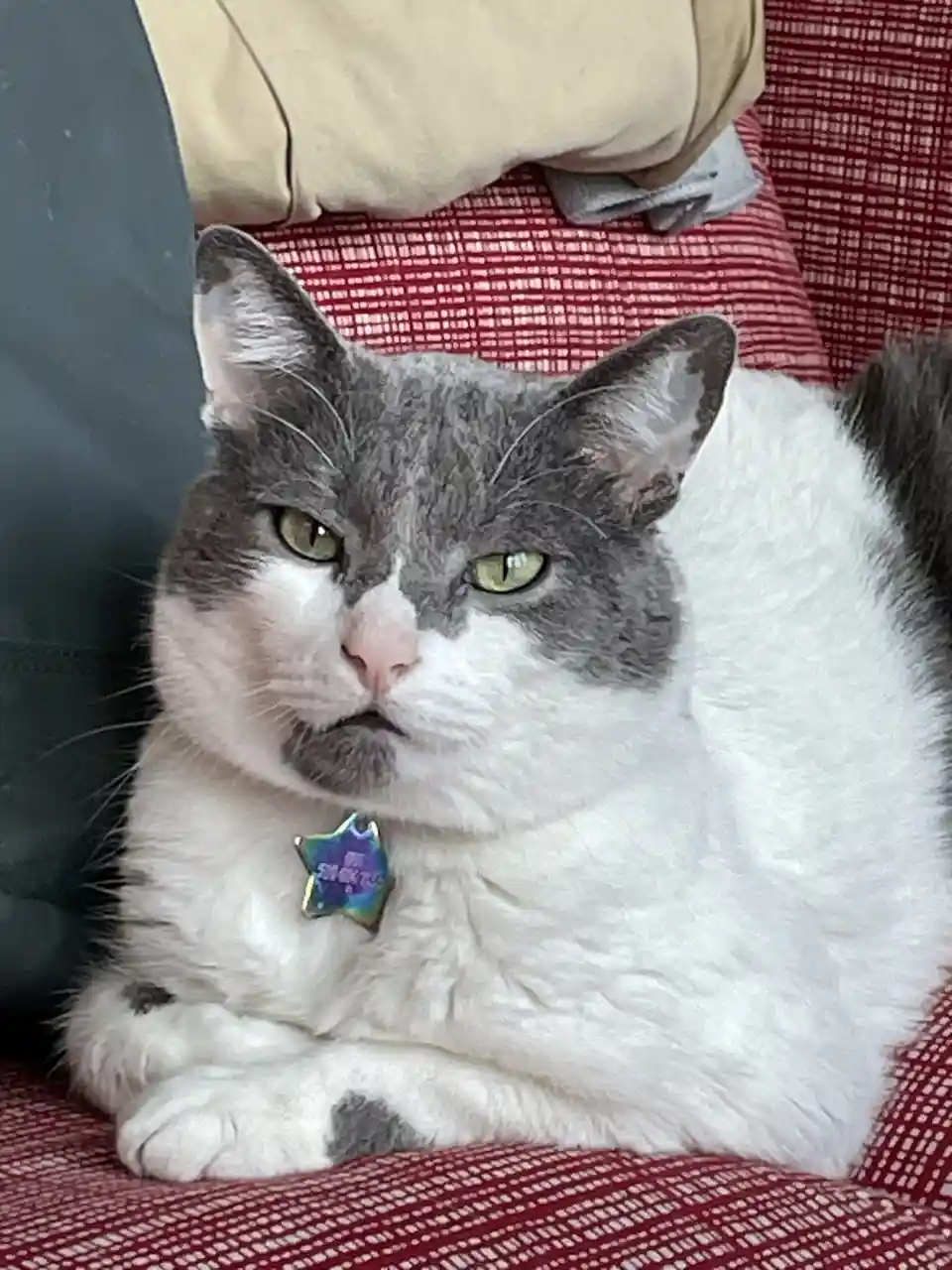 A gray and white cat with green eyes sits on a red patterned couch, looking displeased with its mouth slightly downturned…