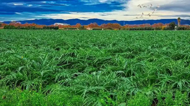 A wide-angle photo shows a vast field of dense, spiky green plants under a dramatic blue and white cloudy sky. In the…