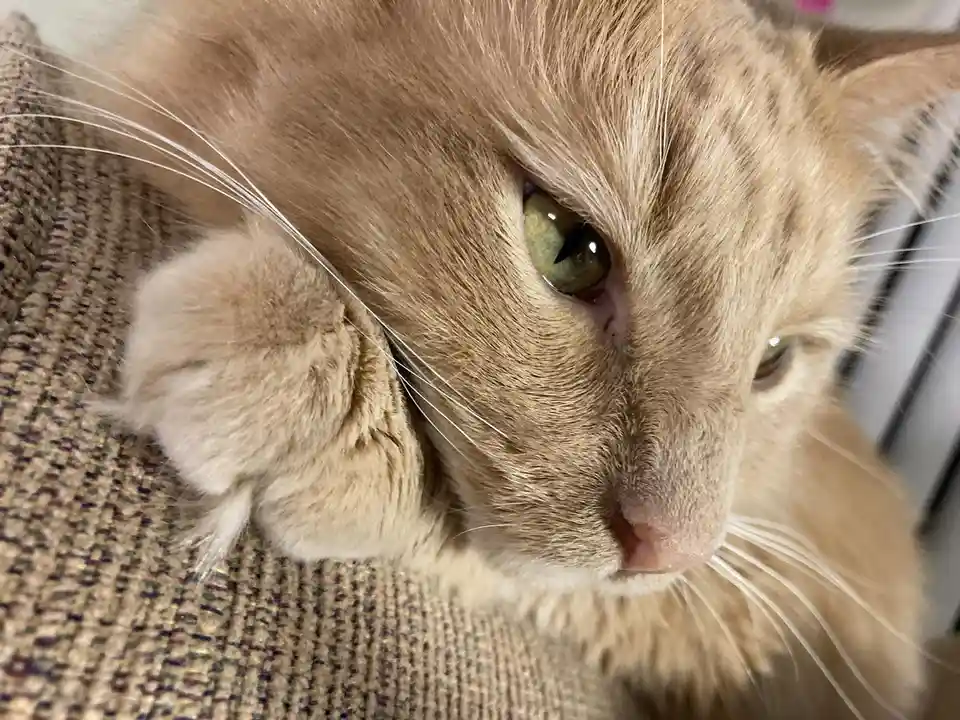 A close-up photo of a light orange tabby cat resting its head on a textured fabric surface, looking directly at the camera…