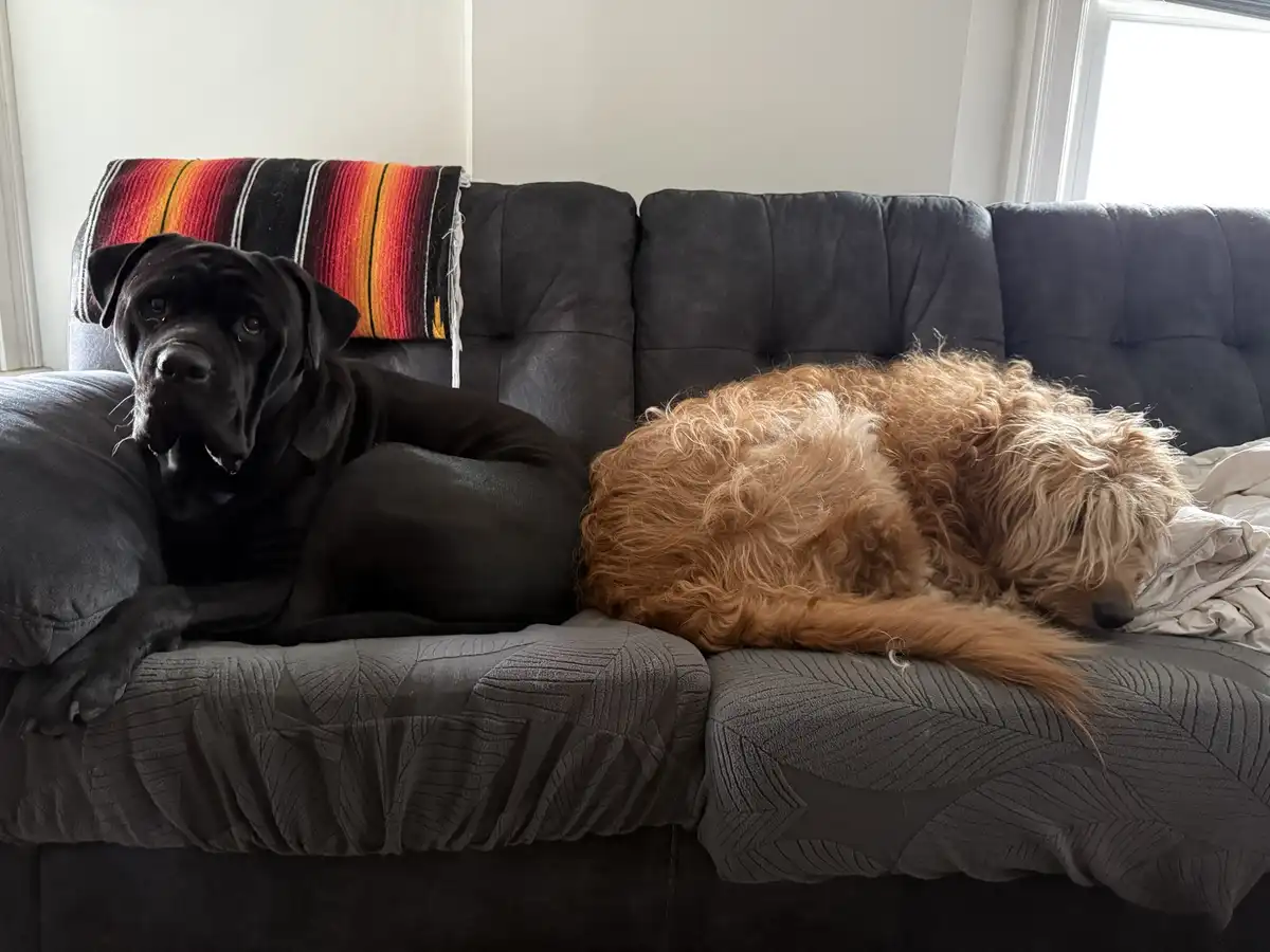 Two dogs are resting on a dark gray couch; a black dog with a wrinkled face looks alertly at the camera while a fluffy…