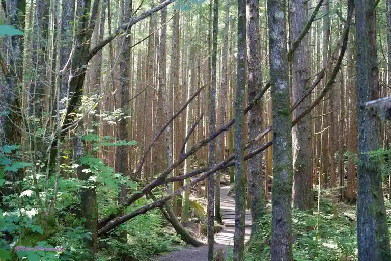 A serene forest scene with tall trees, green undergrowth, and a wooden boardwalk path winding through the woods. A large…