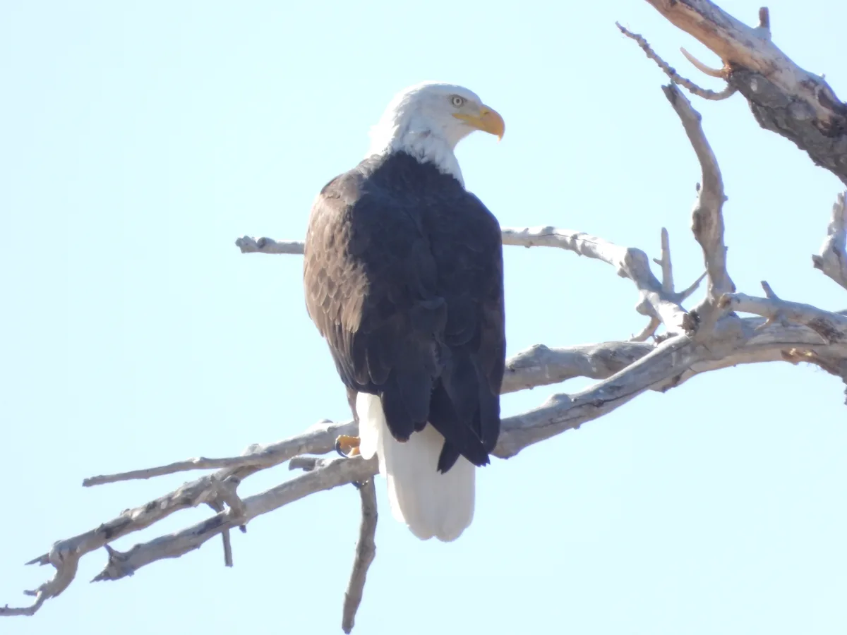 A bald eagle perched on a bare tree branch against a clear blue sky, facing right with its white head and tail visible. The…