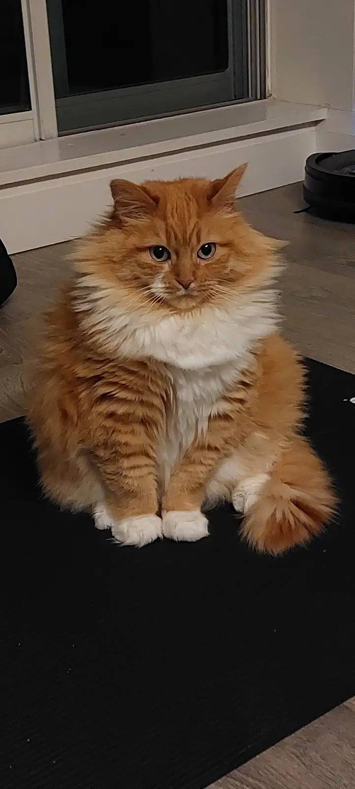 A fluffy orange and white cat with a white chest and paws sits on a black mat indoors, looking directly at the camera with a…