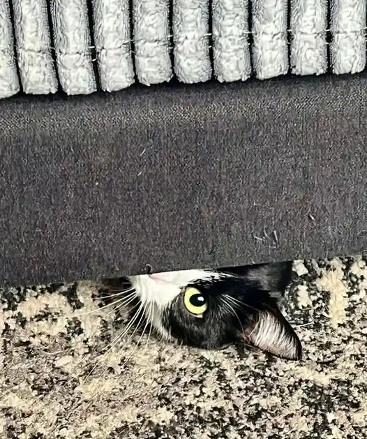 A black and white cat peeks out from under a dark gray couch, its large yellow eye and whiskers visible, looking alert. The…