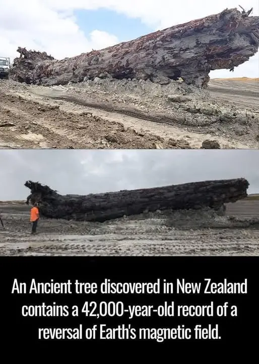 The image is a two-panel photo collage showing a massive, ancient, petrified tree trunk lying horizontally in a muddy, open…