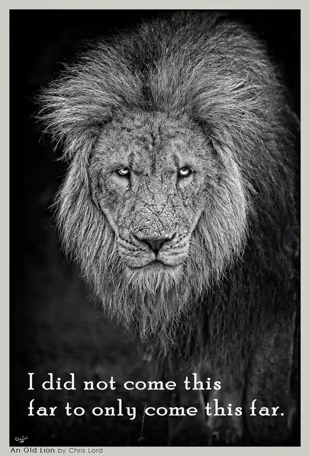 A black and white photograph of an old, weathered male lion with a full mane, looking directly at the camera with a serious…