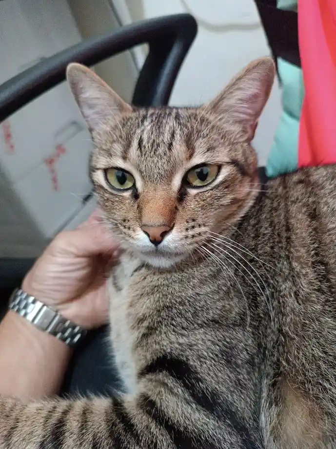 A tabby cat with green eyes and a striped coat is being petted by a human hand wearing a silver watch. The cat stares…