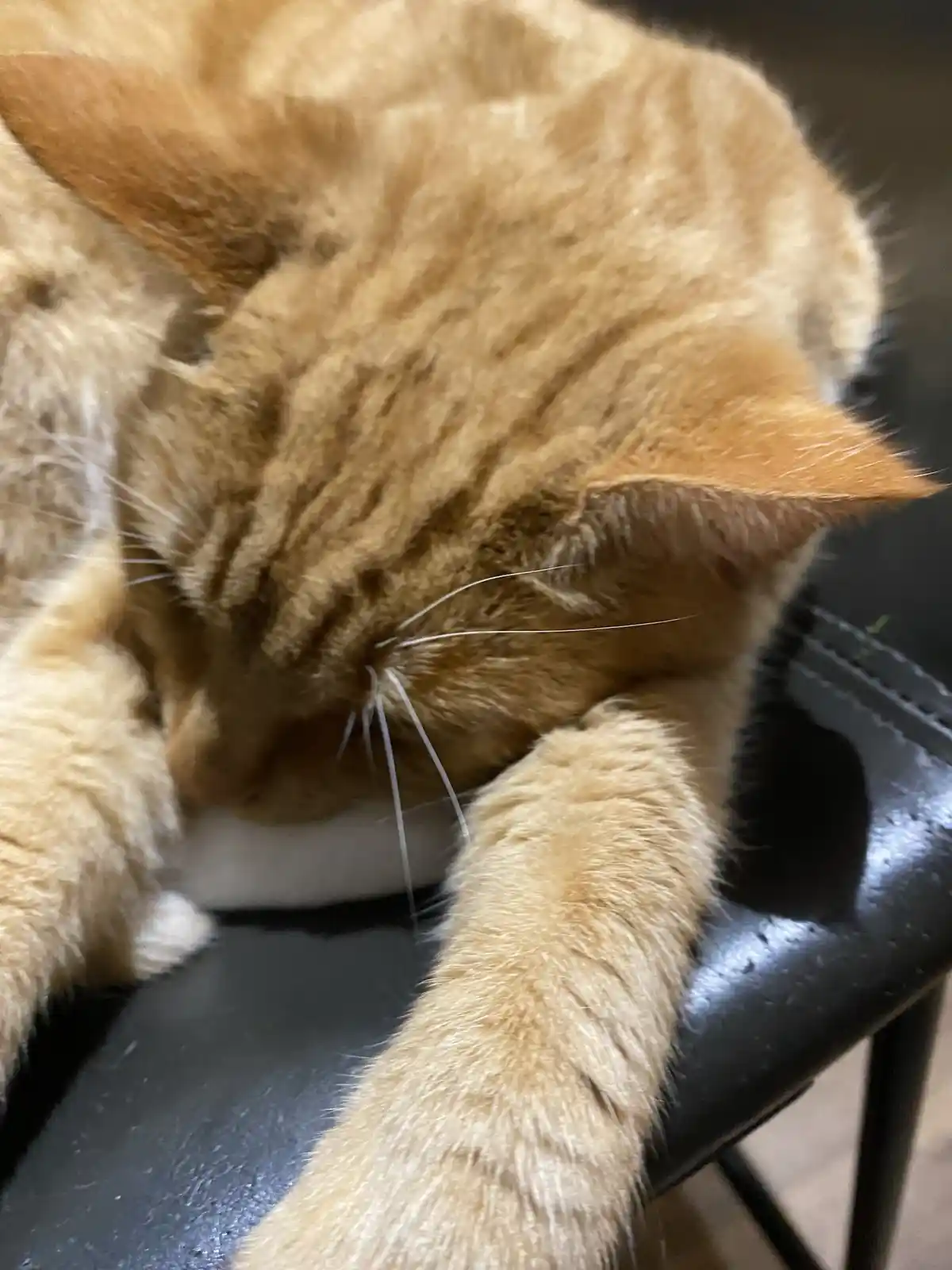 Here's Biscuit's daily dose of cuteness!