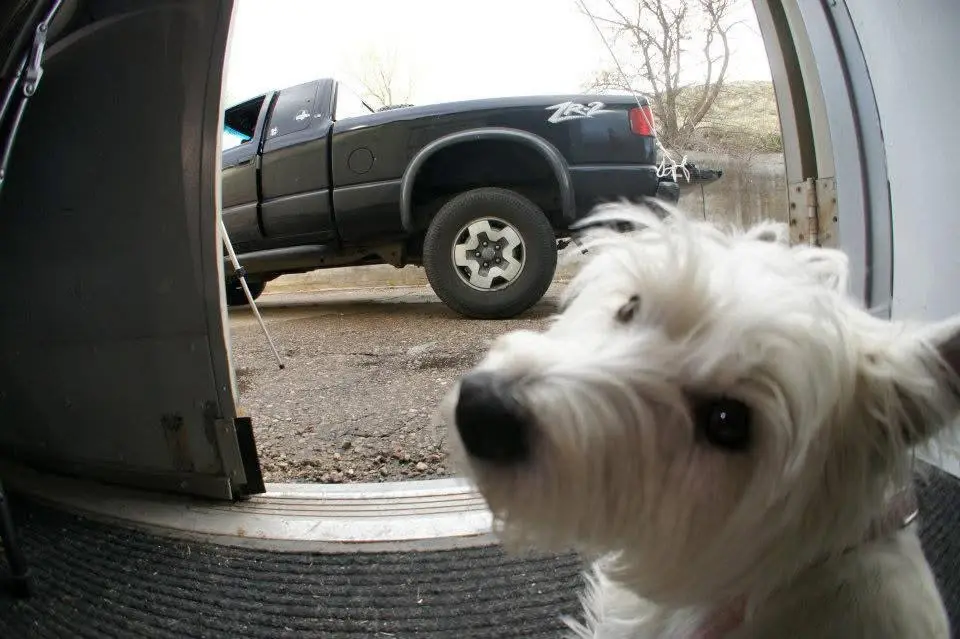 A white West Highland Terrier is seen up close from inside a garage, looking out at a black pickup truck parked outside. The…