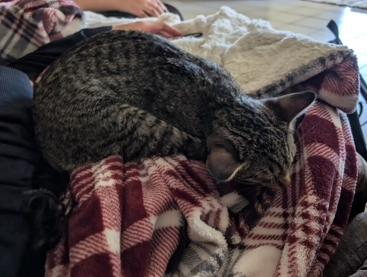 A gray tabby cat is curled up and sleeping soundly on a pile of blankets, including a red and white plaid one and a white…