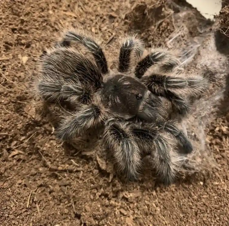 A close-up photo shows a large, hairy tarantula with dark, fuzzy legs and body, sitting on brown soil and wood chips. The…