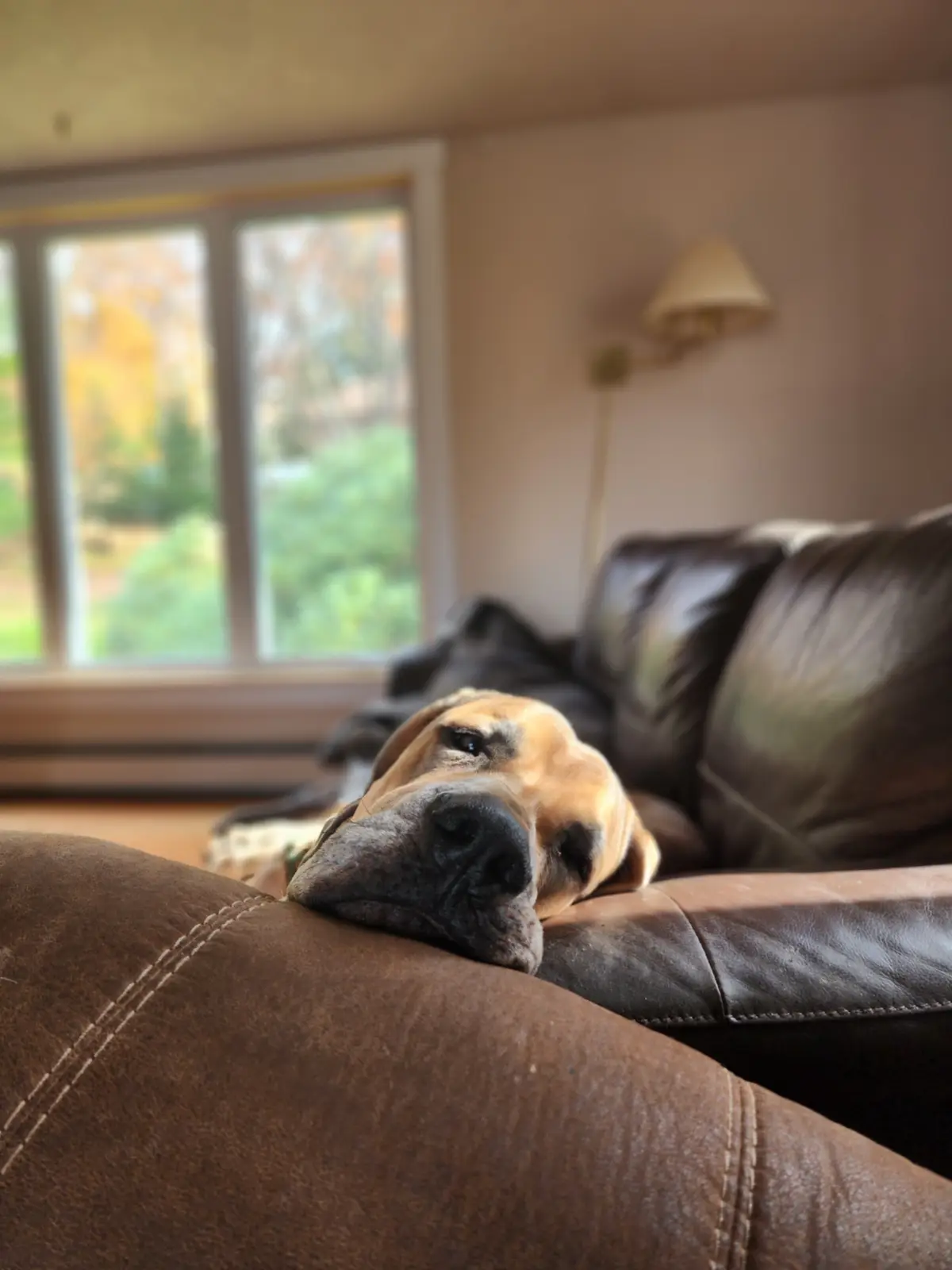A large, tan and black dog with a wrinkled face rests its head on the arm of a brown leather couch, one eye open and looking…