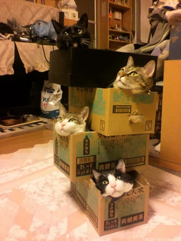 four cats are peeking out from stacked cardboard boxes labeled in japanese, arranged in a pyramid with one cat on top, one…