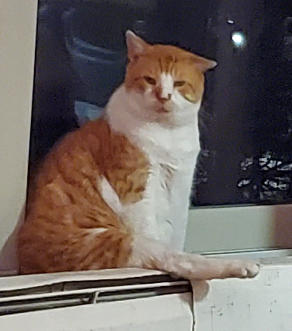 An orange and white cat sits on a windowsill looking bored and unimpressed, with a dark window behind it. The text overlaid…