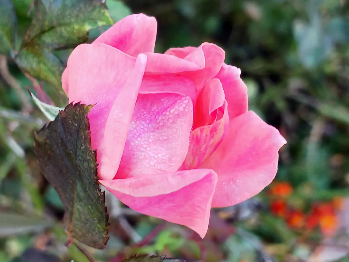 A close-up photograph of a vibrant pink rose with dewdrops on its petals, set against a blurred green background. The…