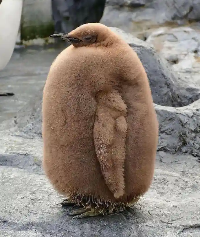 A fluffy, brown-feathered penguin chick stands on gray rocks, its back turned to the camera, looking small and round. The…