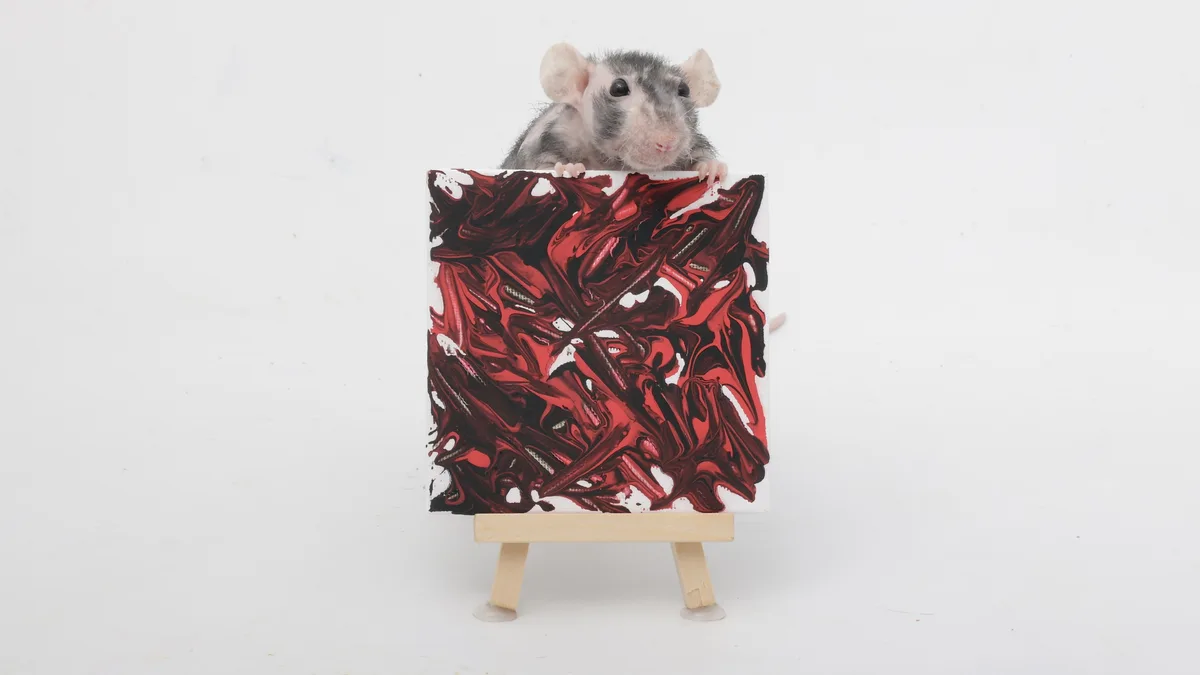 A grey and white rat with pink ears and nose is peeking over the top of a small canvas displaying abstract red and black…