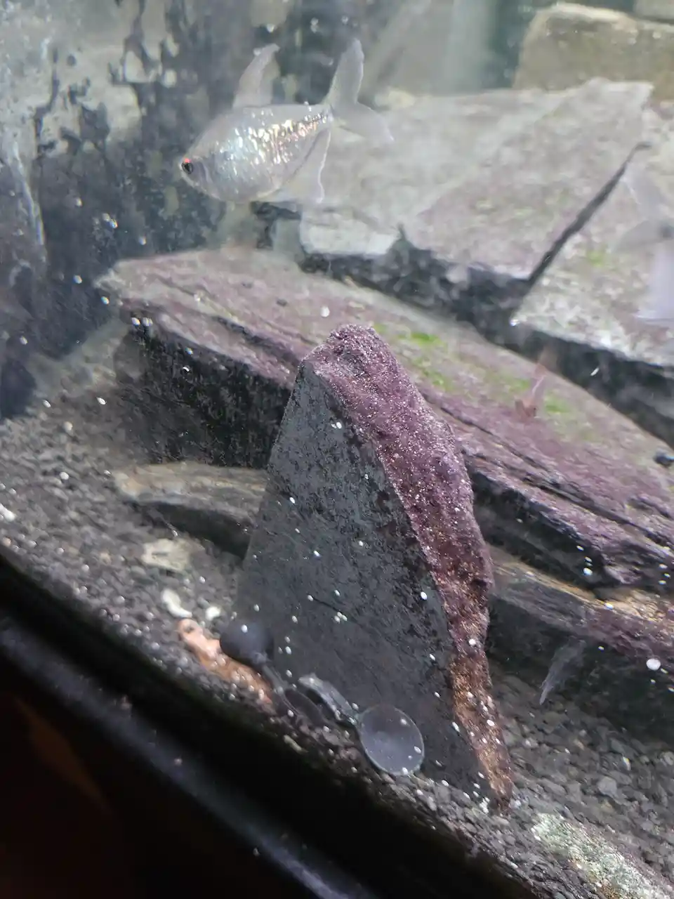 A small, silvery fish with a red eye swims in an aquarium filled with layered, dark, mossy rocks. The fish appears to be…