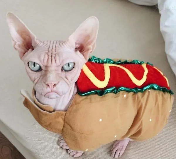 A hairless sphynx cat wearing a plush hot dog costume with mustard and relish details, looking directly at the camera with a…