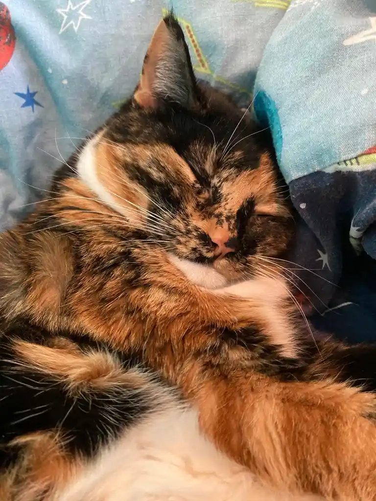 A calico cat with black, orange, and white fur is curled up and sleeping soundly on a blue blanket with star patterns. Its…