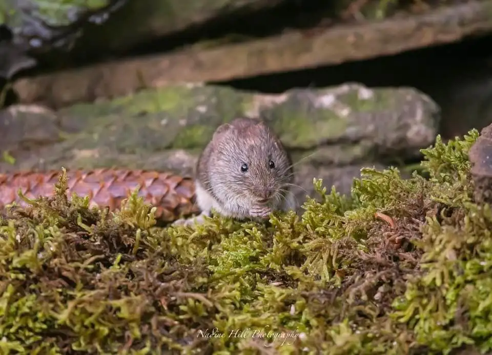 A small brown mouse with a white underbelly is peeking out from behind mossy green foliage, appearing to nibble on…