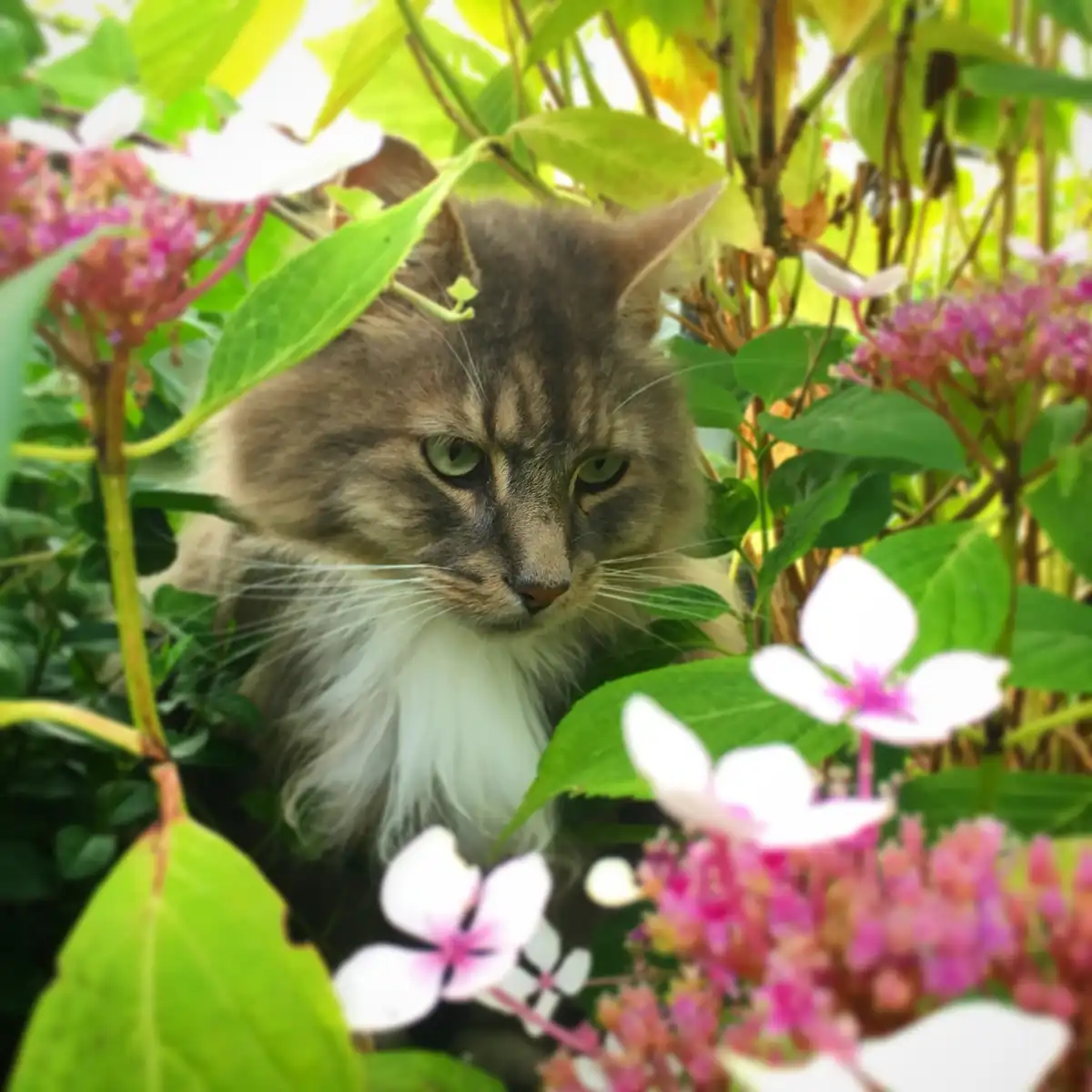 A fluffy, long-haired tabby cat with green eyes and a white chest is peeking out from behind lush green hydrangea bushes…