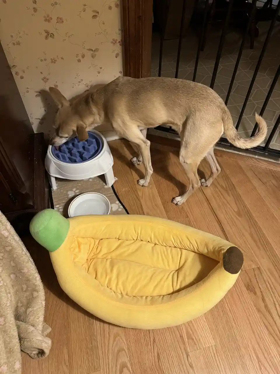 A tan dog is leaning over a blue puzzle feeder, licking its contents, while a large, plush yellow banana-shaped dog bed sits…