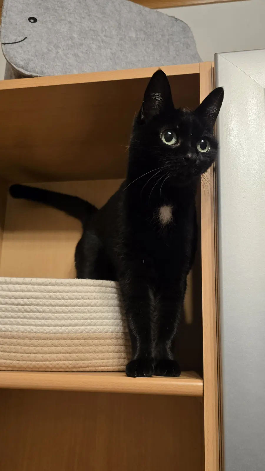 A black cat with green eyes and a small white patch on its chest is peeking out from inside a wooden shelf. The cat is…